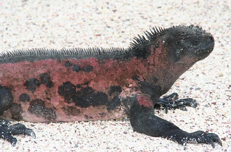 Espanola_Punta_Suarez_Marine_Iguana.jpg