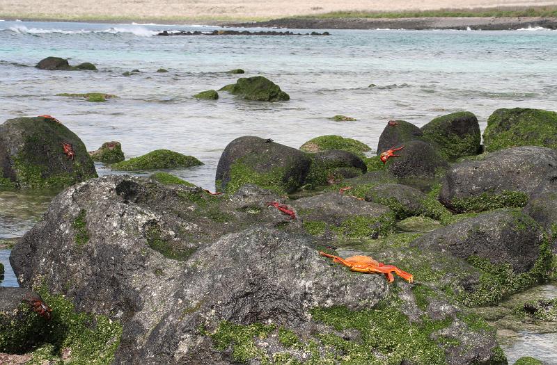 Espanola_Punta_Suarez_Sally_Light_Foot_Crab_1.jpg