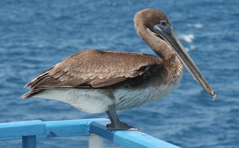 Espanola_pelican_on_boat.jpg