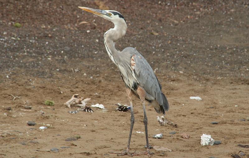 Floreana_Great_Blue_Heron.jpg