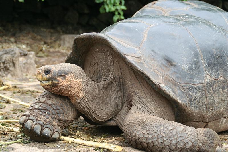 Santa_Cruz_Darwin_Research_Station_Giant_Tortoises_2.jpg