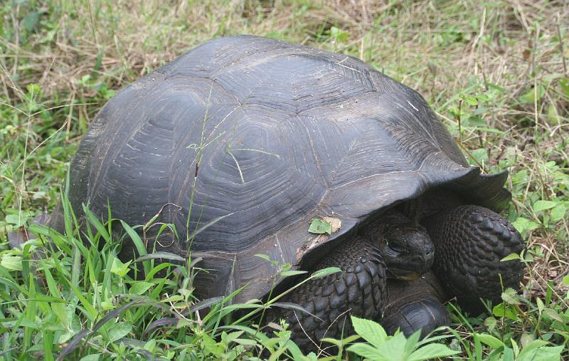 Santa_Cruz_Highlands_Giant_Tortoises_1.jpg