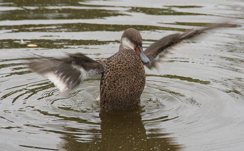 Santa_Cruz_Highlands_duck_2.jpg