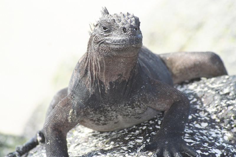 Santa_Cruz_Las_Bachas_Marine_Iguana.jpg