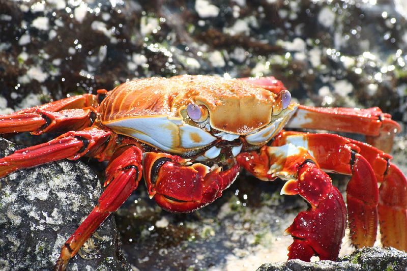 Santa_Cruz_Las_Bachas_Sally_Lightfoot_Crab_1.jpg