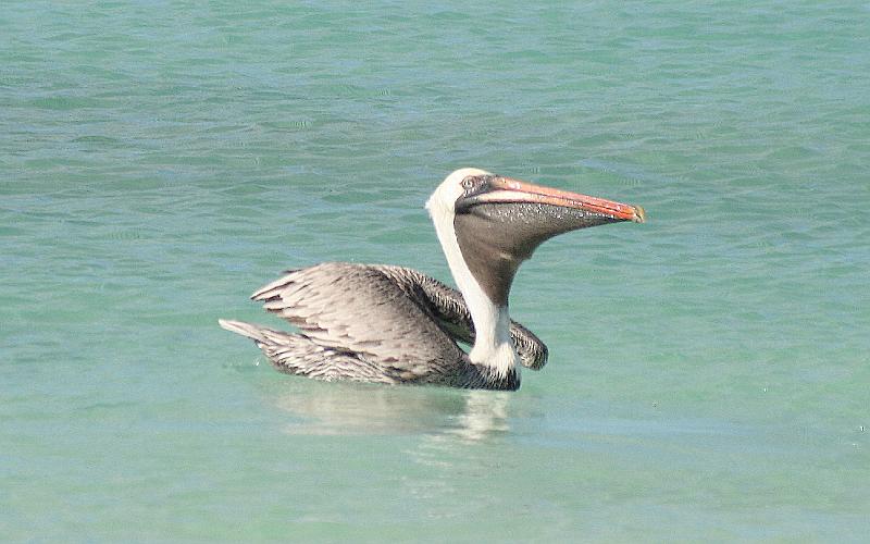 Santa_Cruz_Las_Bachas_pelican_2.jpg