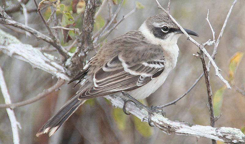 Santa_Fe_Galapagos_Mockingbird_2.jpg