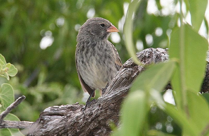 Santa_cruz_Las_Bachas_Darwin_finch.jpg