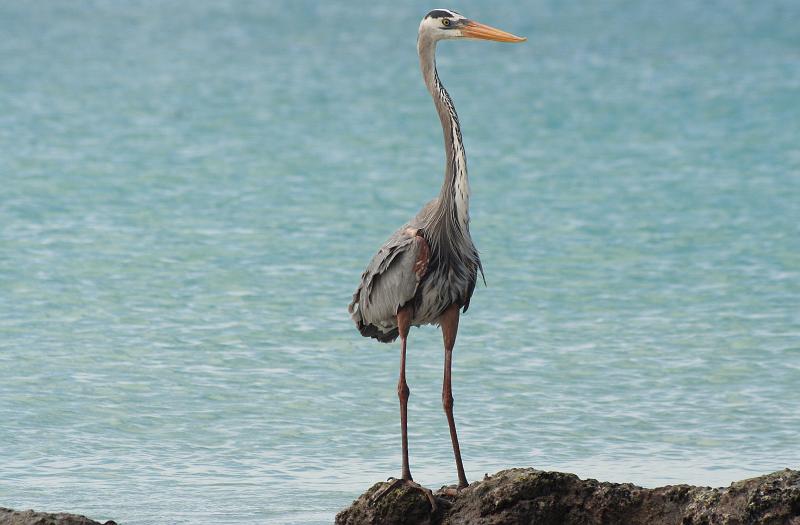 Santa_cruz_Las_Bachas_Great_Blue_Heron.jpg