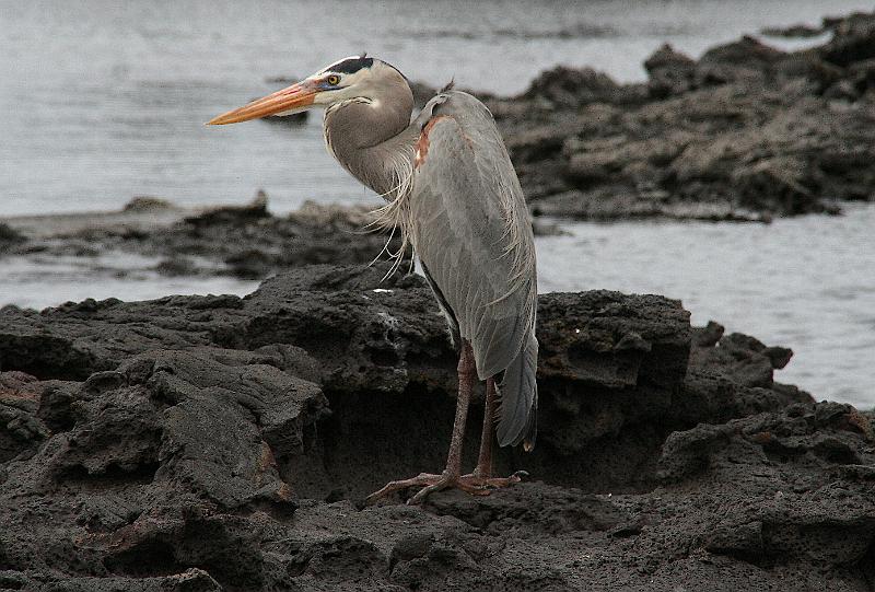 Santiago_Sullivan_Bay_great_blue_heron.jpg