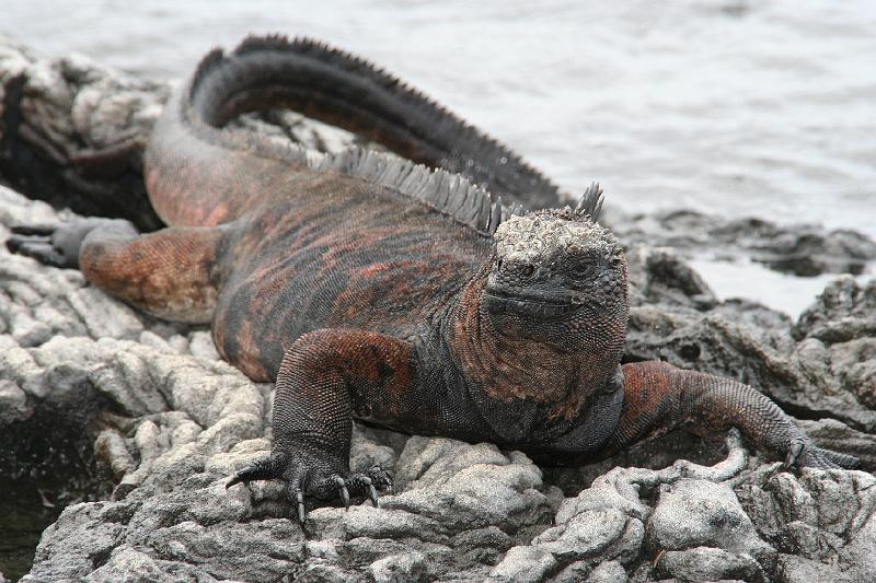 Santiago_Sullivan_Bay_marine_iguana.jpg