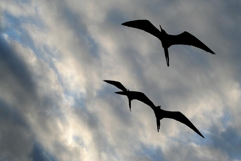 Santiago_frigatebirds.jpg