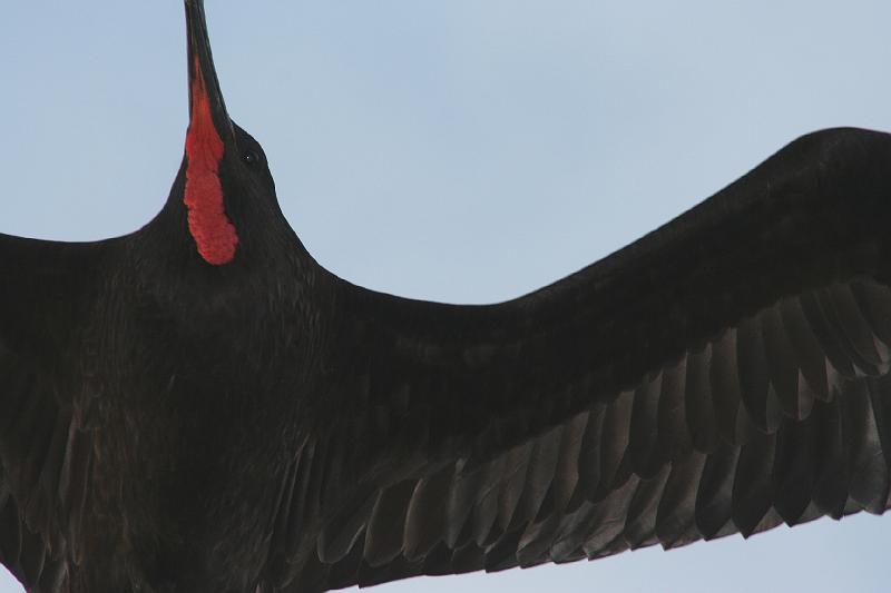 Santiago_frigatebirds_1.jpg