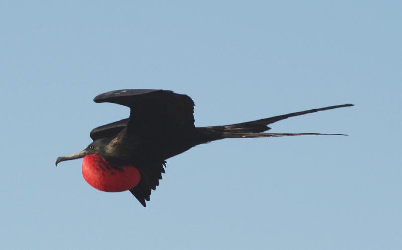 Seymour_frigatebird.jpg