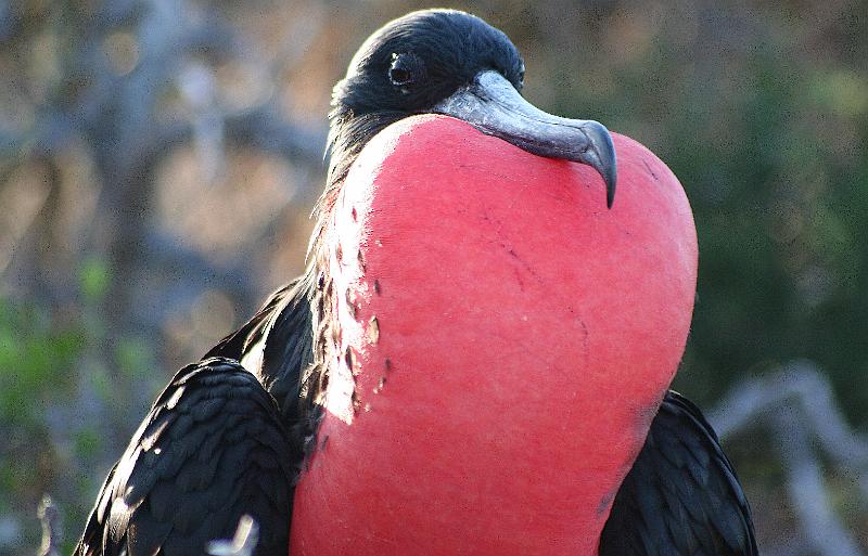 Seymour_frigatebird_1.jpg