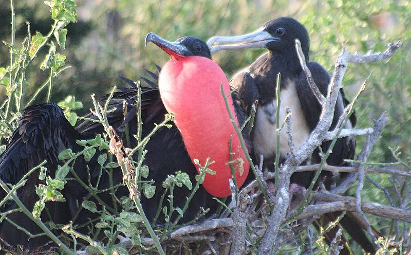 Seymour_frigatebird_2.jpg