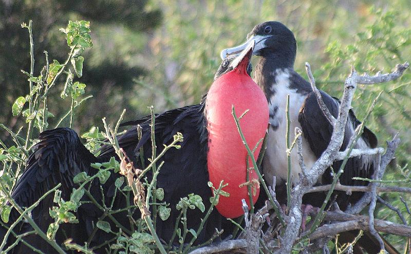 Seymour_frigatebird_3.jpg