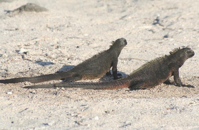 Seymour_marine_iguana.jpg