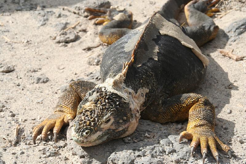 South_Plaza_Land_Iguana_1.jpg