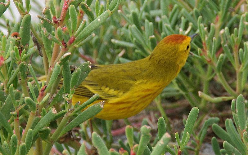 South_Plaza_Yellow_Warbler.jpg