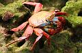 Bartolome_Sally_Light_Foot_Crab_2