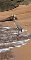 Bartolome_great_blue_heron