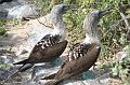 Espanola_Punta_Suarez_Blue_Footed_Booby_1