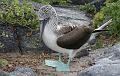 Espanola_Punta_Suarez_Blue_Footed_Booby_2