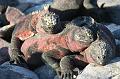 Espanola_Punta_Suarez_Marine_Iguana_3