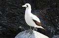 Espanola_Punta_Suarez_Nazca_Booby