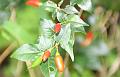 Santa_Cruz_Highlands_Chili_Pepper