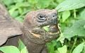 Santa_Cruz_Highlands_Giant_Tortoises