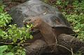 Santa_Cruz_Highlands_Giant_Tortoises_4