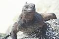 Santa_Cruz_Las_Bachas_Marine_Iguana