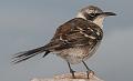 Santa_Fe_Galapagos_Mockingbird_3