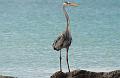 Santa_cruz_Las_Bachas_Great_Blue_Heron