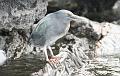 Santiago_Sullivan_Bay_Galapagos_heron