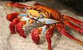 Santiago_Sullivan_Bay_Sally_Light_Foot_crab