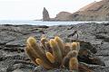 Santiago_Sullivan_Bay_cactus_1