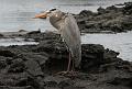 Santiago_Sullivan_Bay_great_blue_heron