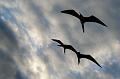 Santiago_frigatebirds