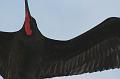 Santiago_frigatebirds_1