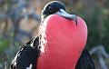 Seymour_frigatebird_1