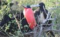 Seymour_frigatebird_2