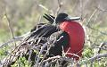 Seymour_frigatebird_5