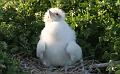 Seymour_frigatebird_6_baby