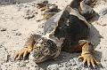 South_Plaza_Land_Iguana_1