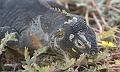 South_Plaza_Land_Iguana_4