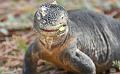 South_Plaza_Land_Iguana_5