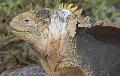 South_Plaza_Land_Iguana_9